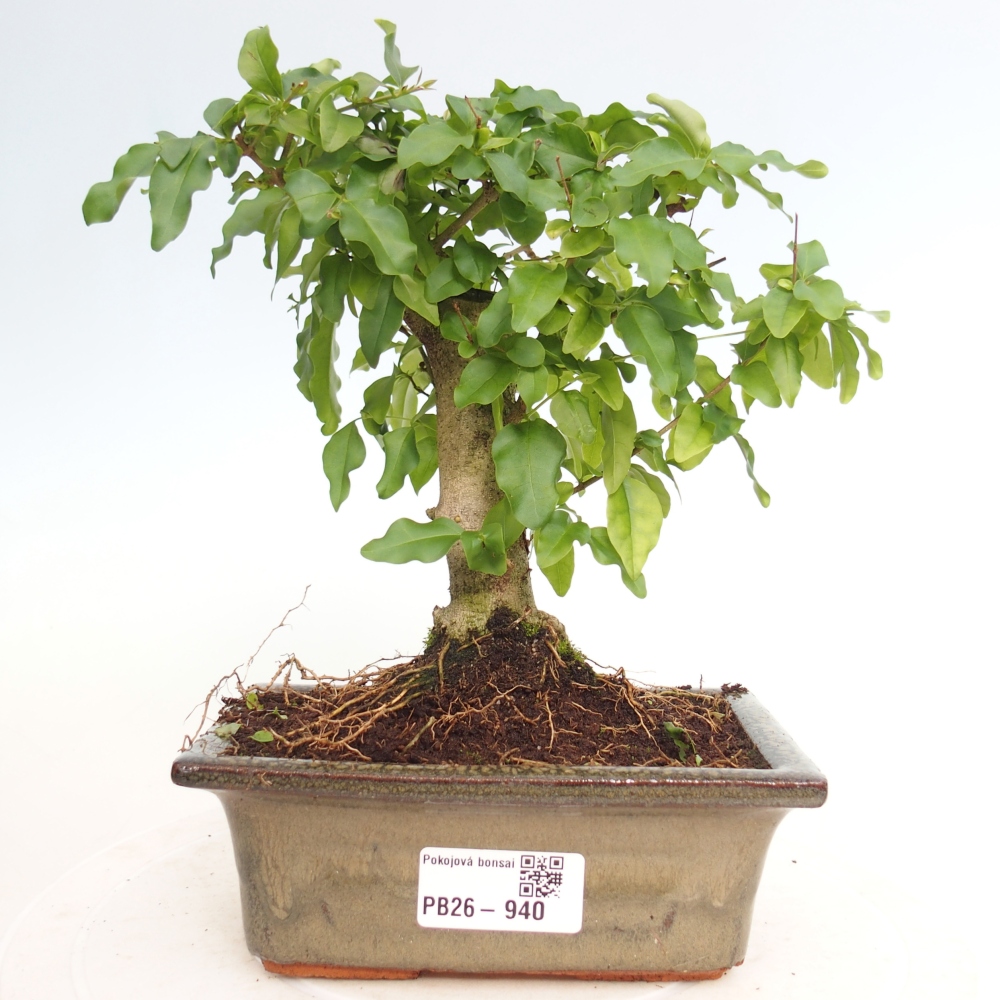 Zimmer Bonsai -Ligustrum chinensis - Vogelschnabel