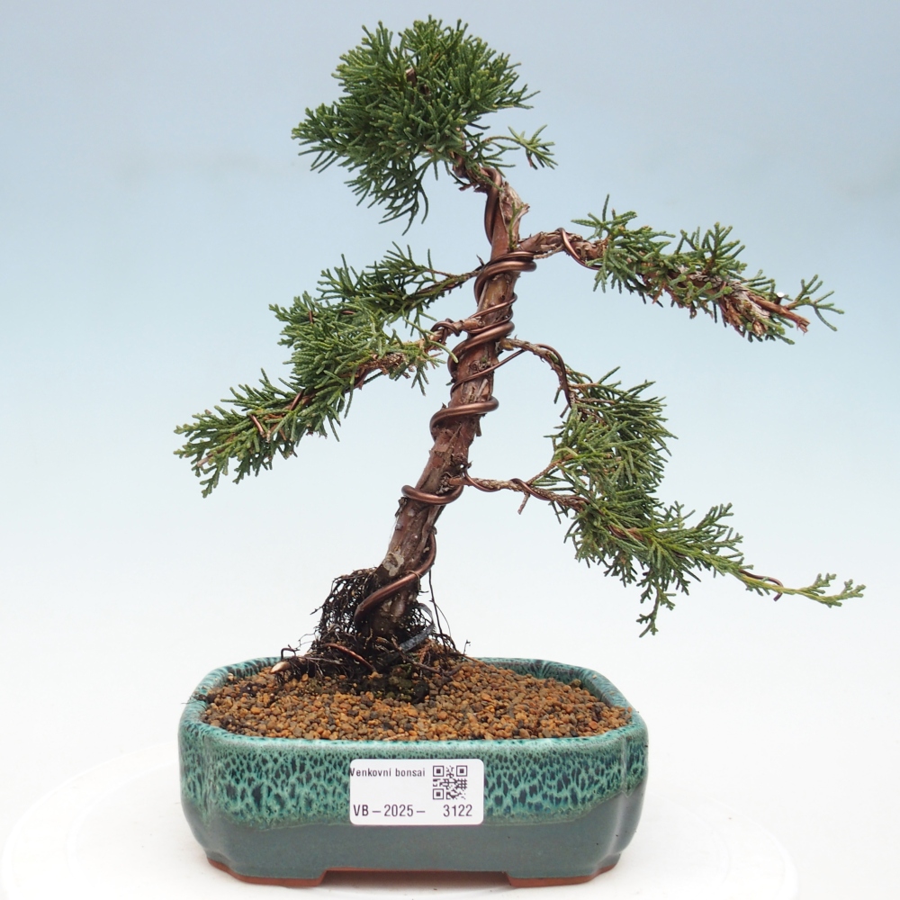 Bonsai im Freien - Juniperus chinensis Kishu - Chinesischer Wacholder
