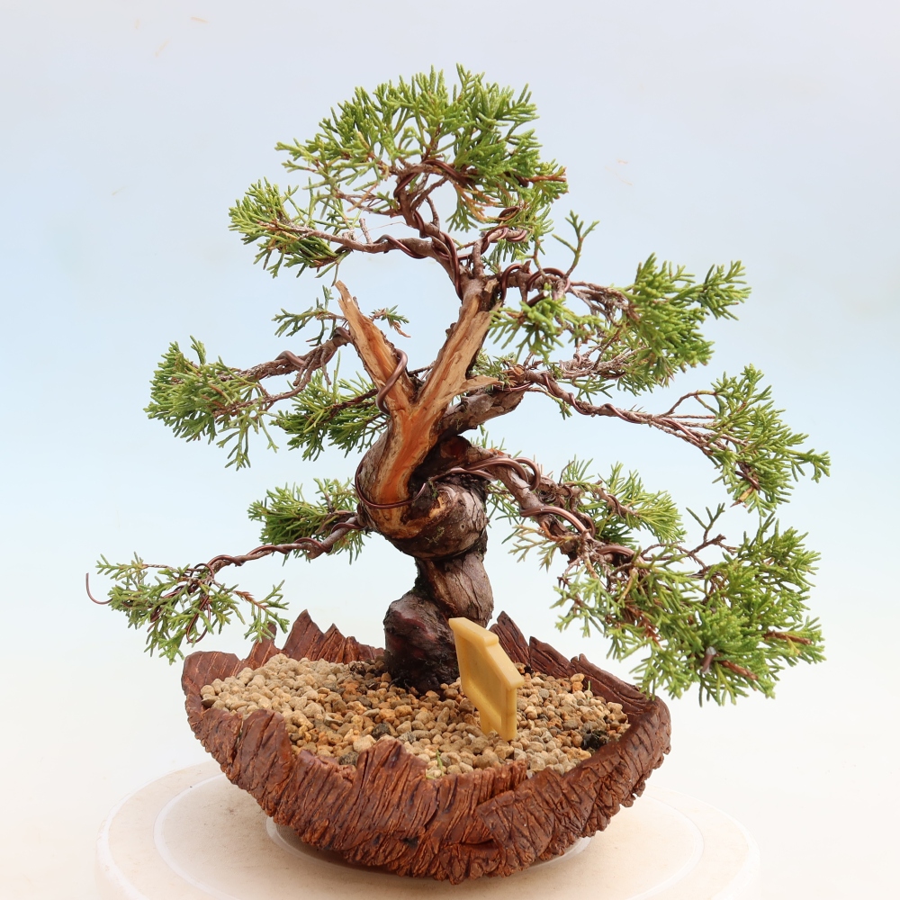 Bonsai für draußen - Juniperus chinensis Itoigawa-Juniperus chinensis