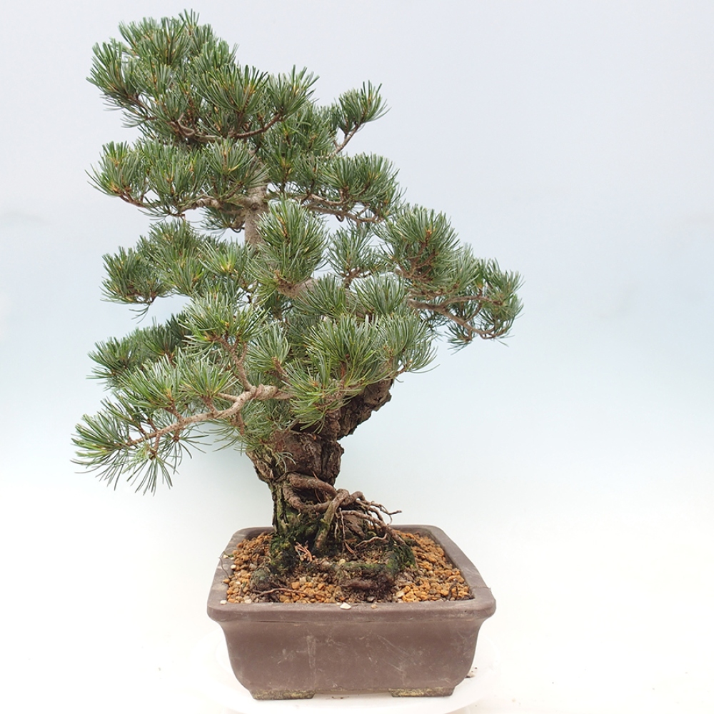 Bonsai für draußen - Pinus parviflora - Pinus parviflora