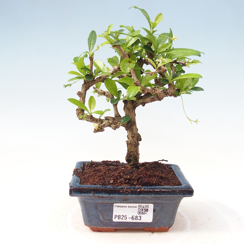 Zimmerbonsai - Carmona Macrophylla - Fuki-Tee