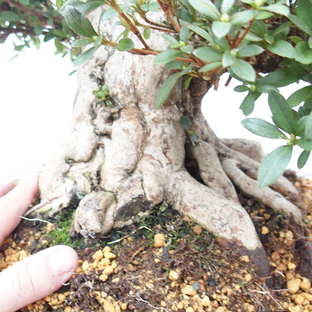 Bonsai im Freien - Japanische Azalee - Azalea Byakuren