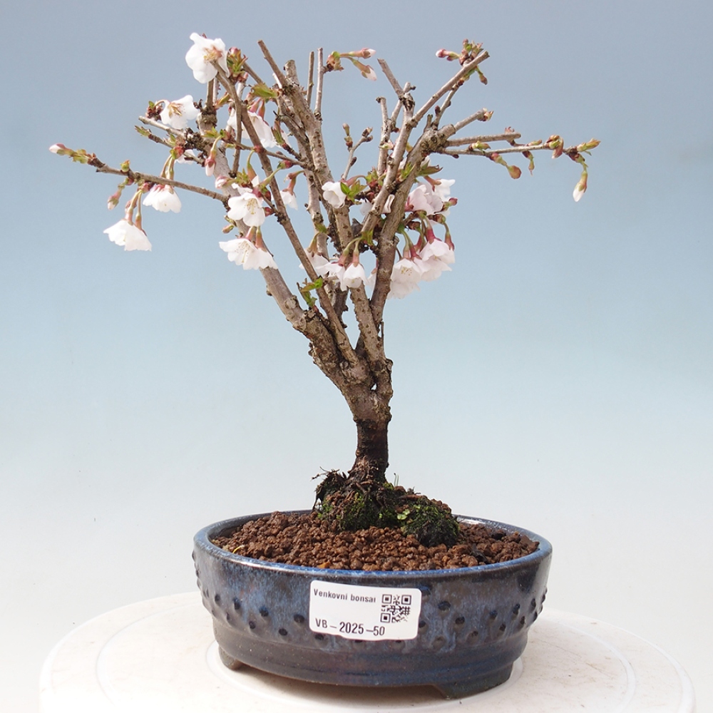 Bonsai im Freien - Prunus incisa Kojou-no mai-Pflaume geschnitten