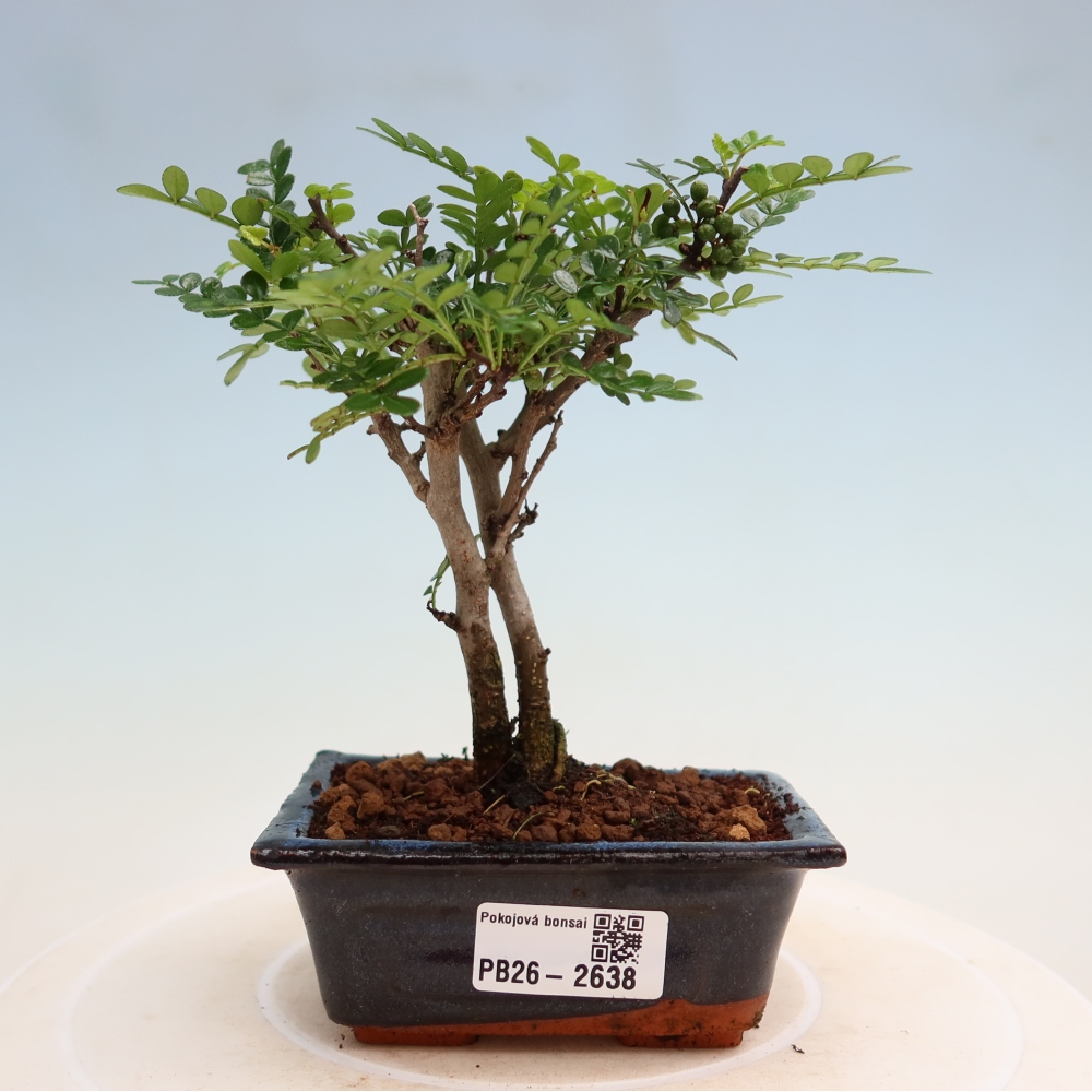 Zimmer Bonsai - Zantoxylum piperitum - Pfefferbaum