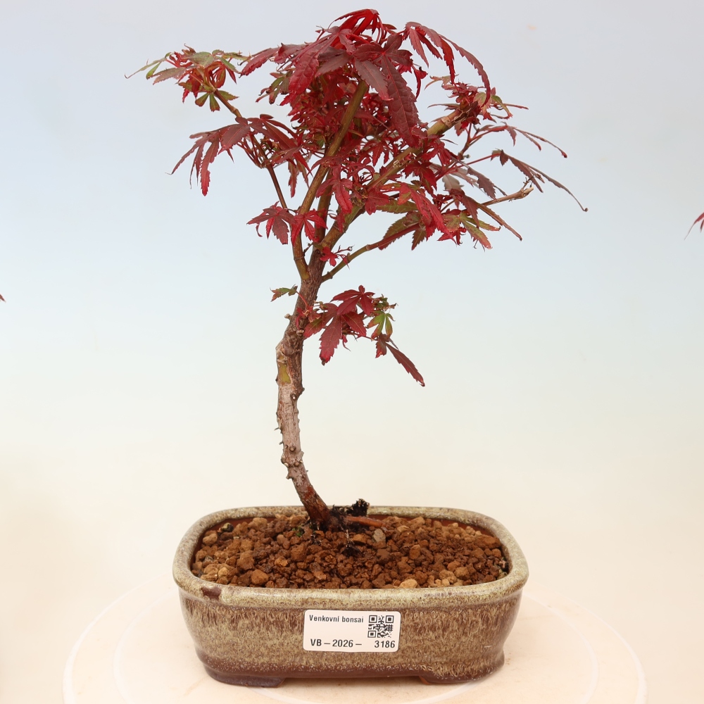 Bonsai für den Außenbereich – Palmenblättriger Ahorn – Acer palmatum „Berry Broom“ 