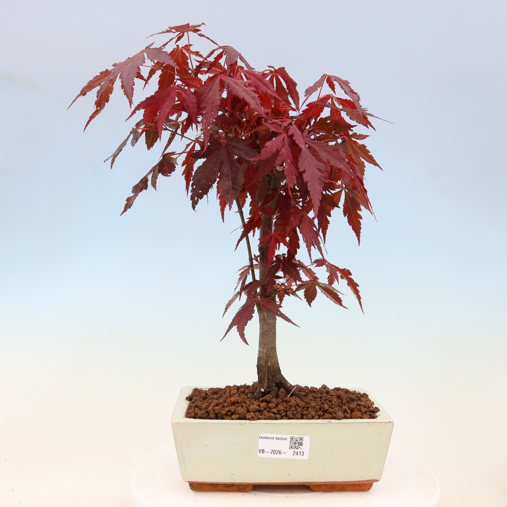 Bonsai für draußen - Acer-Palme. Atropurpureum-Javor palmate