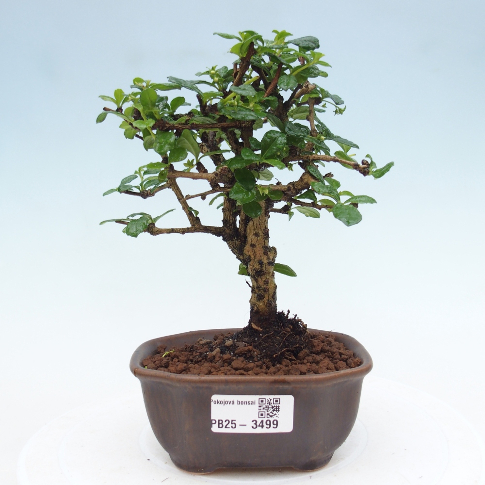 Zimmer-Bonsai - Carmona macrophylla - Tee-Fuki