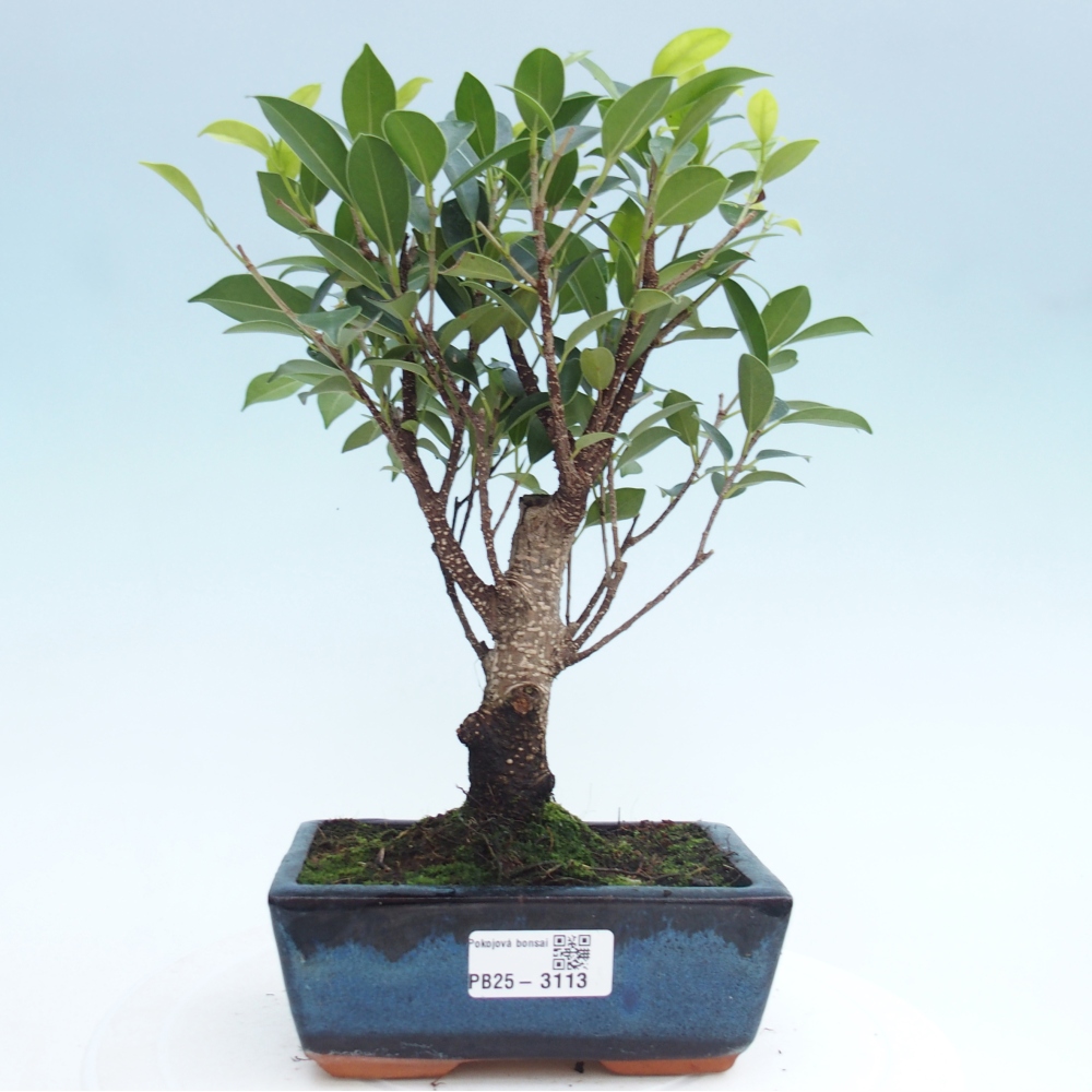 Zimmerbonsai - Ficus retusa - kleinblättriger Ficus