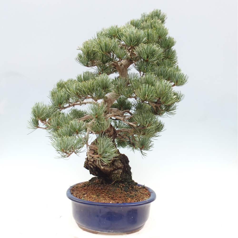 Bonsai im Freien - Pinus parviflora - kleine Kiefer