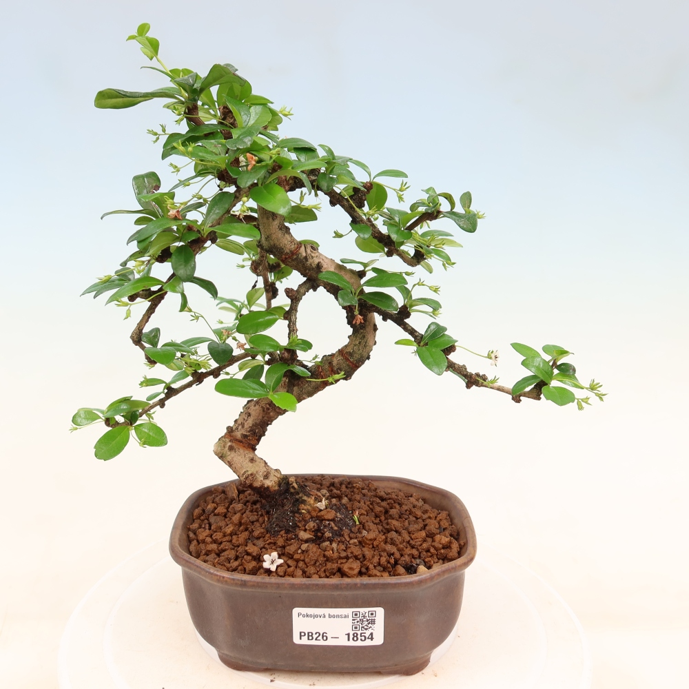 Zimmer-Bonsai - Carmona macrophylla - Tee-Fuki