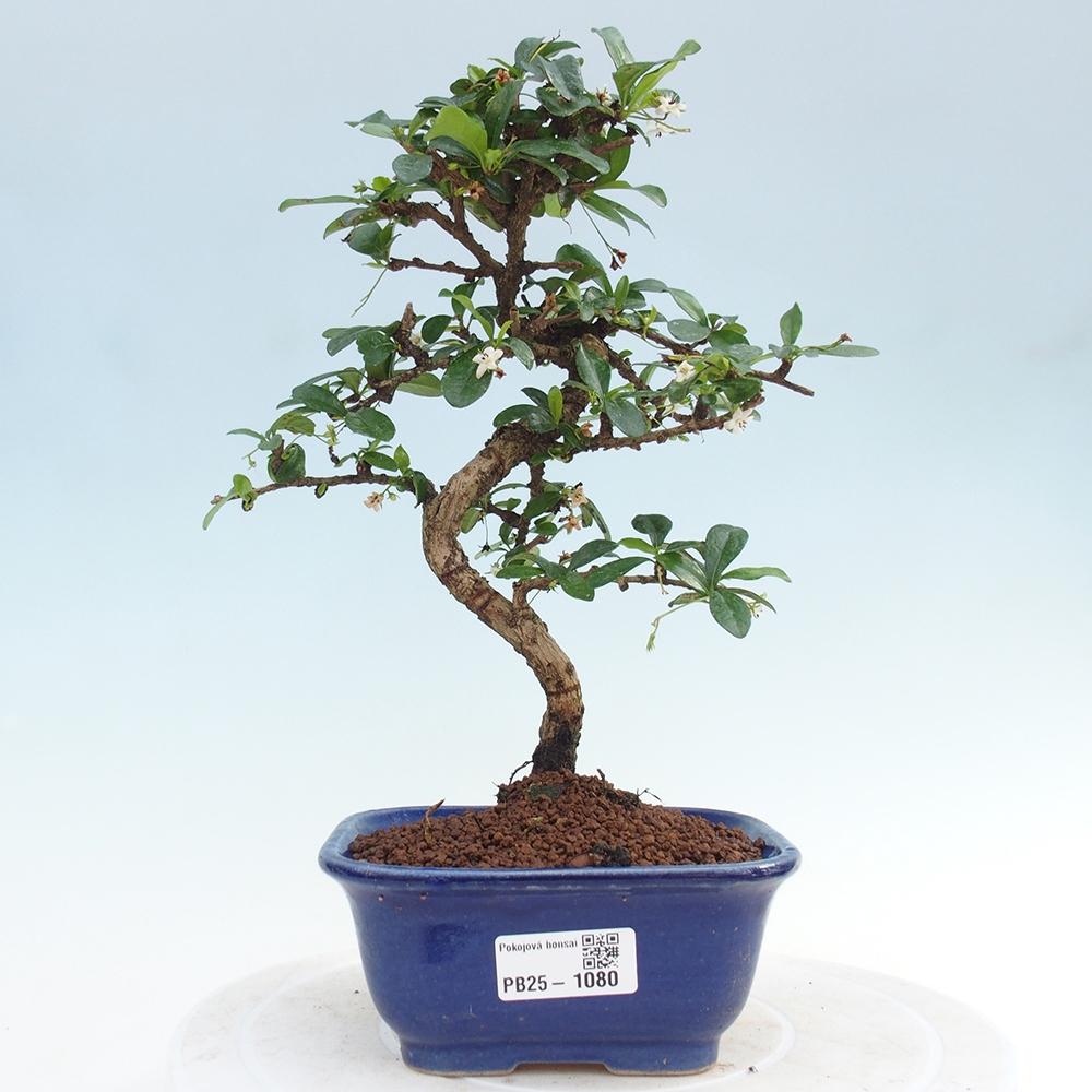 Zimmerbonsai - Carmona Macrophylla - Fuki-Tee