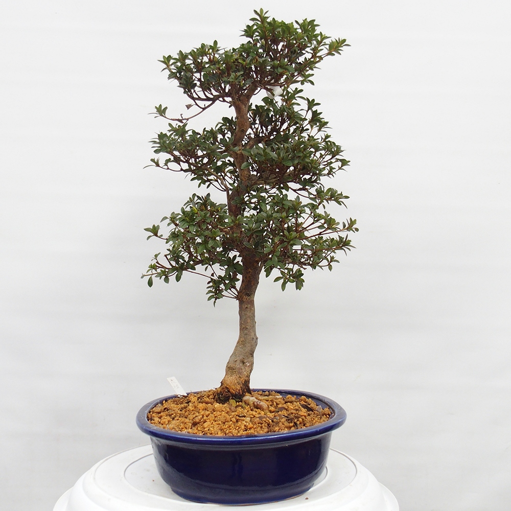Bonsai für draußen - Japanische Azalee - Azalee Hanatsuzuri