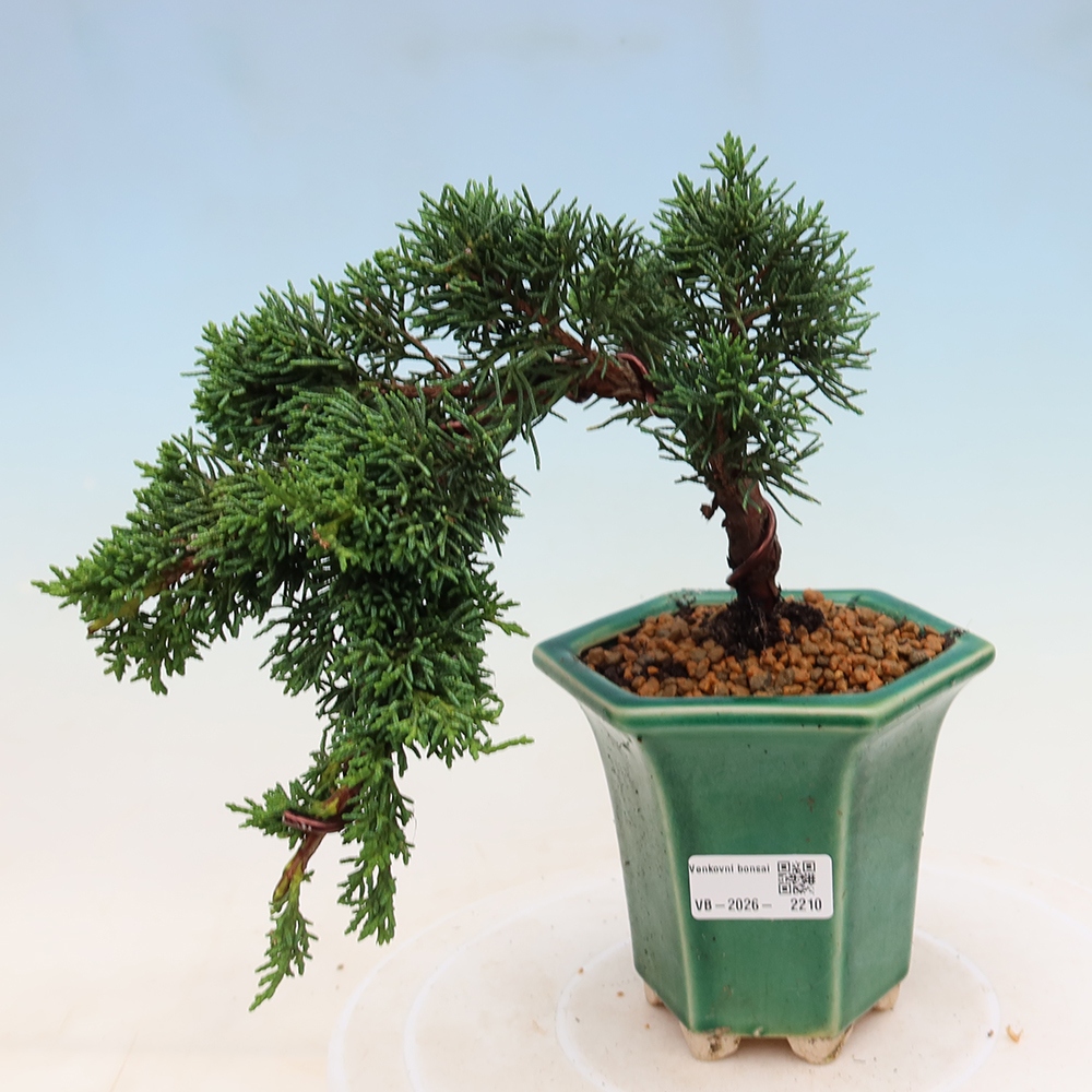 Bonsai für draußen - Juniperus chinensis Kishu