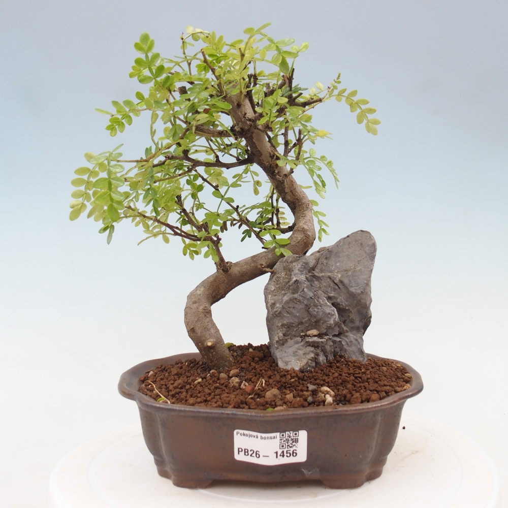 Zimmer Bonsai - Zantoxylum piperitum - Pfefferbaum