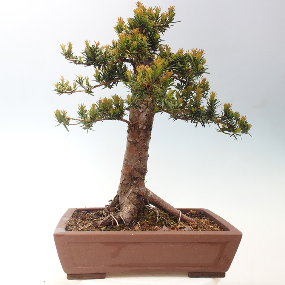 Bonsai im Freien - Taxus cuspidata - Japanische Eibe