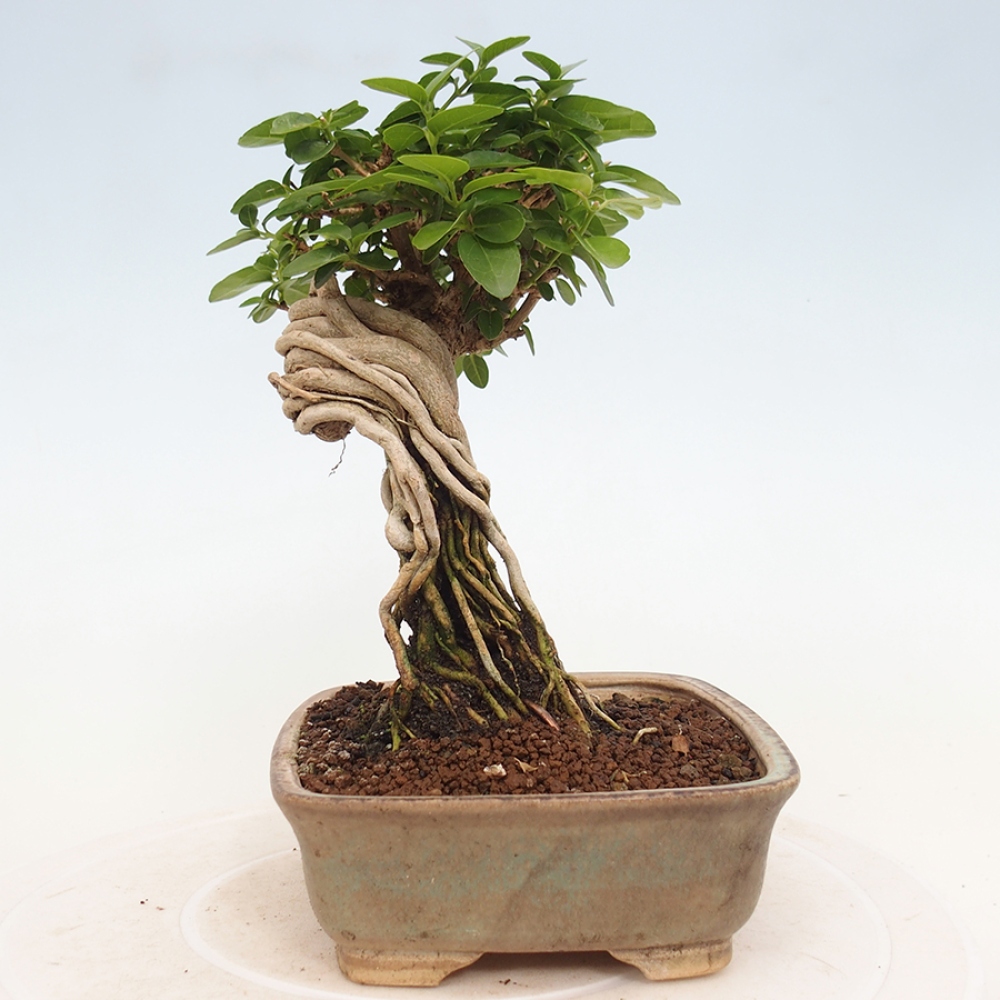 Zimmerbonsai - Premna serratifolia - Kozlovon kleinblättrig