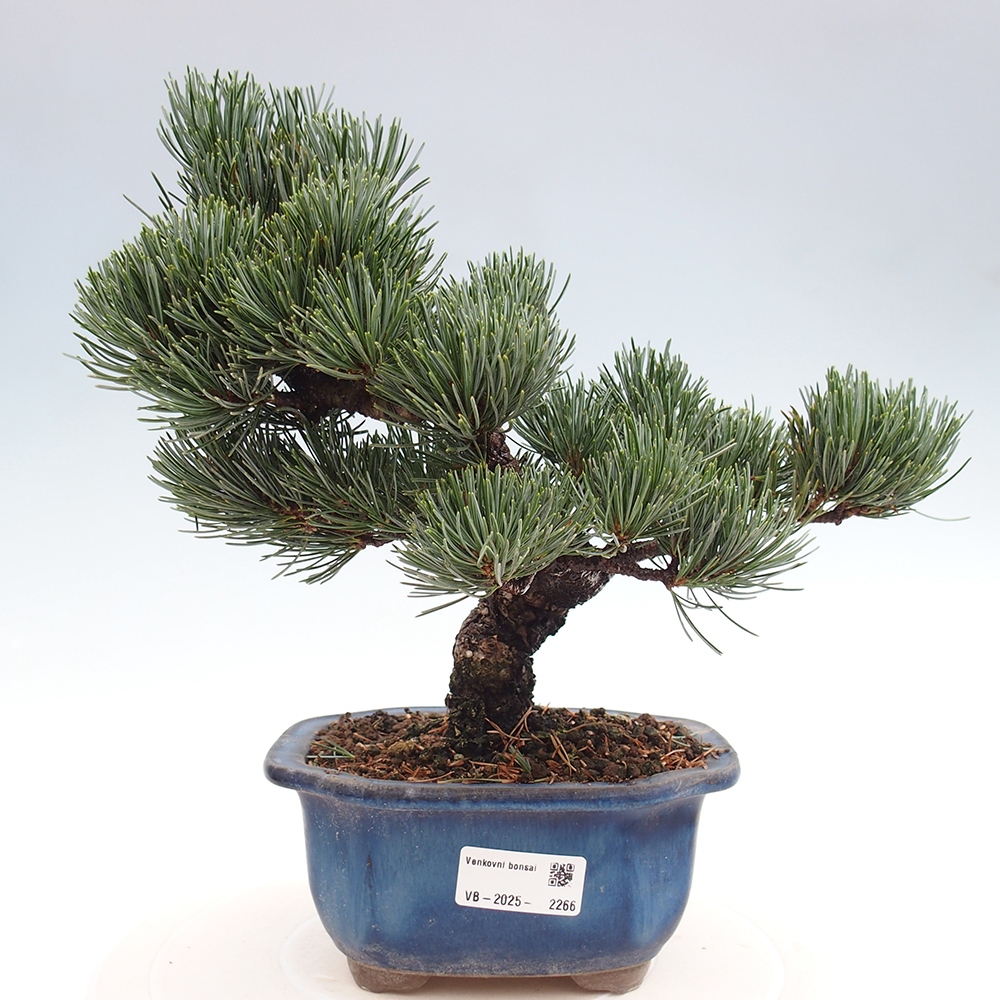 Bonsai im Freien - Pinus parviflora - kleine Kiefer