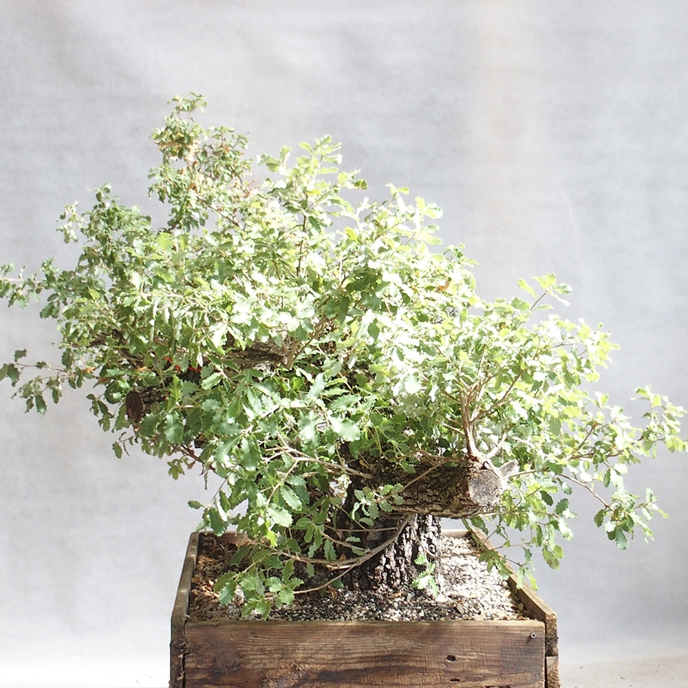 Freilandbonsai Quercus Cerris - Eiche Cer