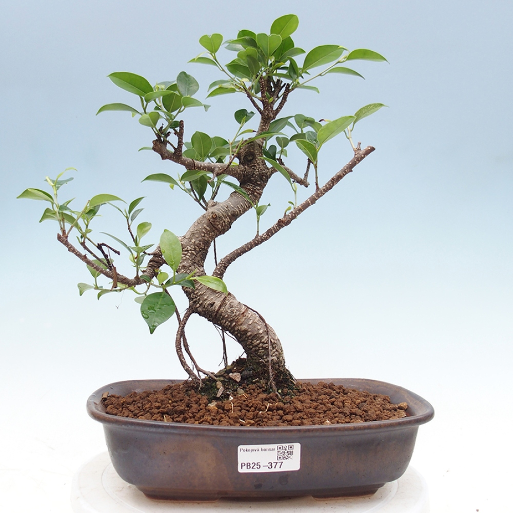Indoor-Bonsai - Ficus kimmen - kleinblättriger Ficus
