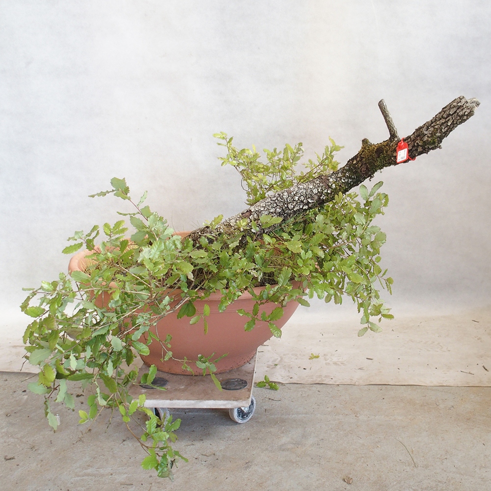 Freilandbonsai Quercus Cerris - Eiche Cer
