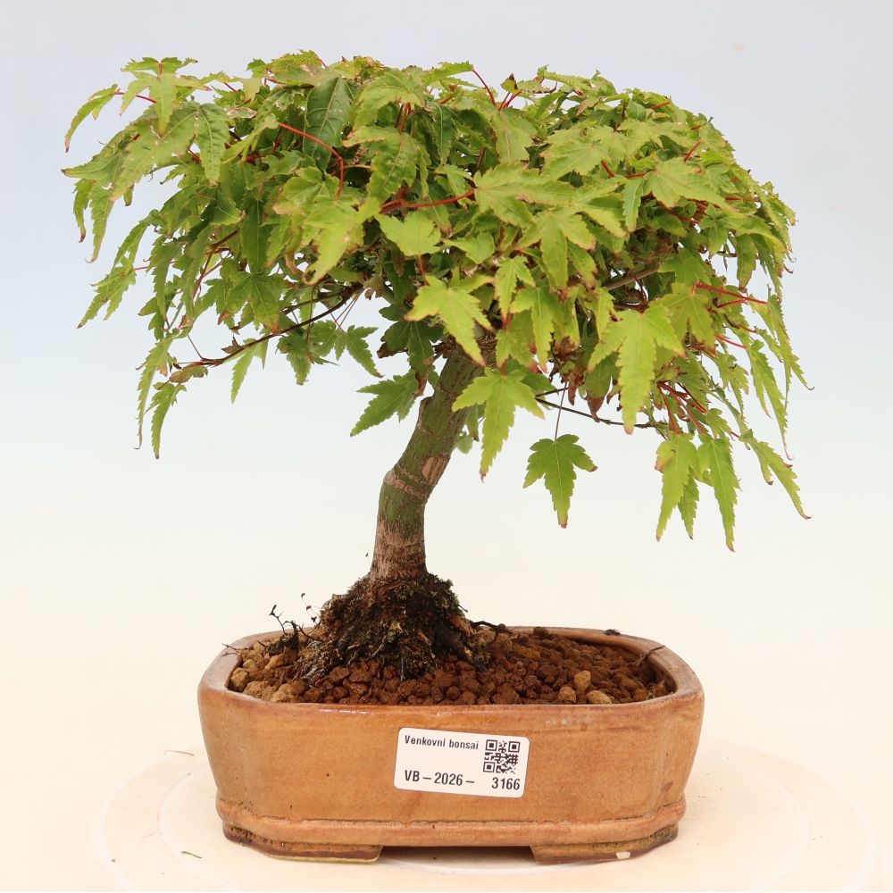 Acer palmatum KIOHIME - Palmetto-Ahorn