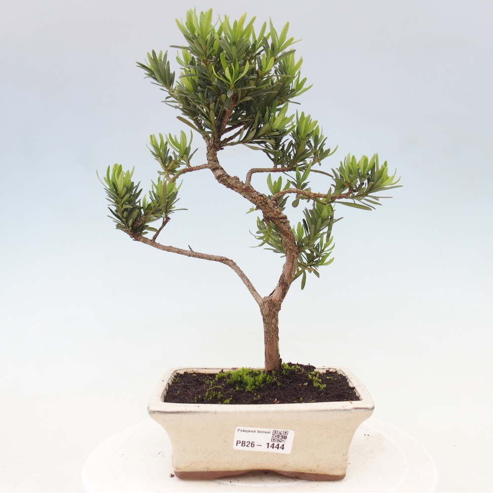 Zimmerbonsai - Podocarpus - Stein-Eibe