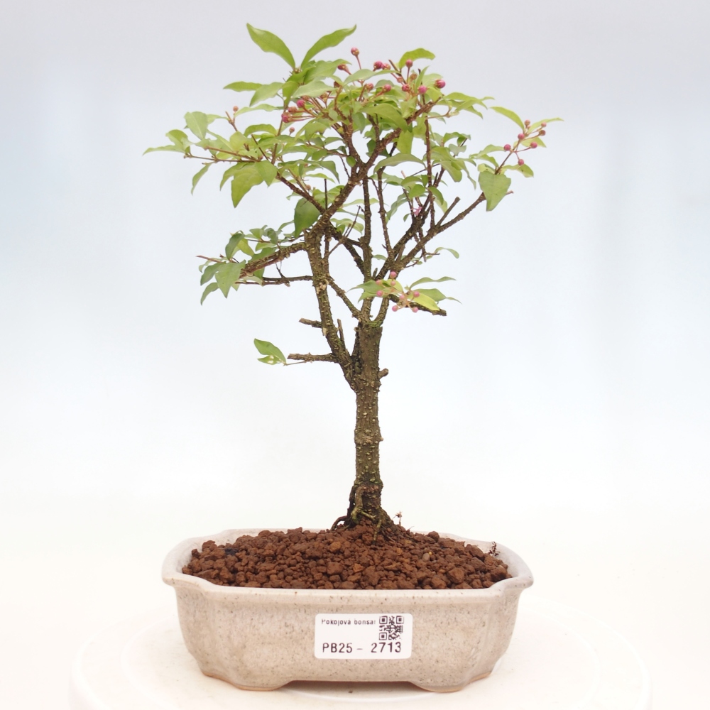 Zimmerbonsai - Malpighia coccigera - Barbdor-Kirsche