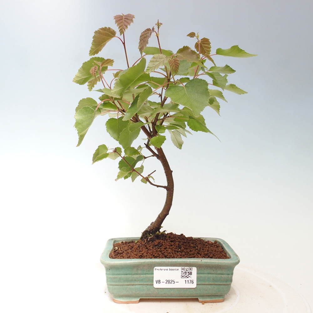 Bonsai im Freien - Zwergbirke - Betula NANA Treasure