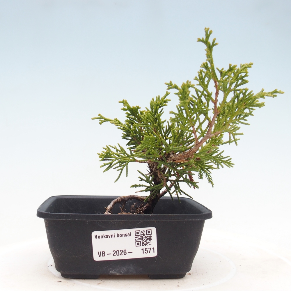 Bonsai für draußen - Juniperus chinensis Itoigawa