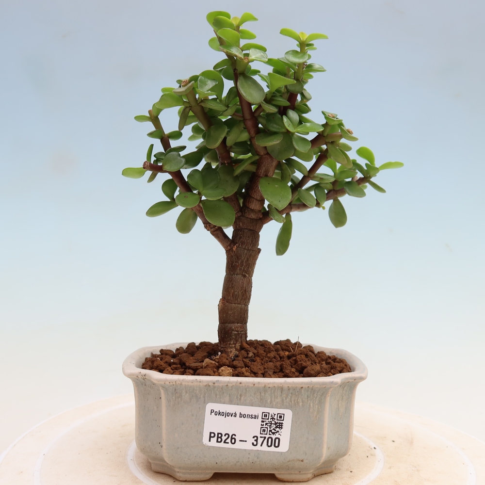 Zimmer Bonsai - Portulakaria Afra - Tlustice