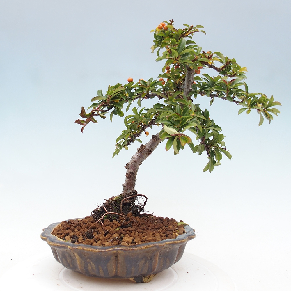 Outdoor Bonsai-Pyracanta Teton -Bäckerei