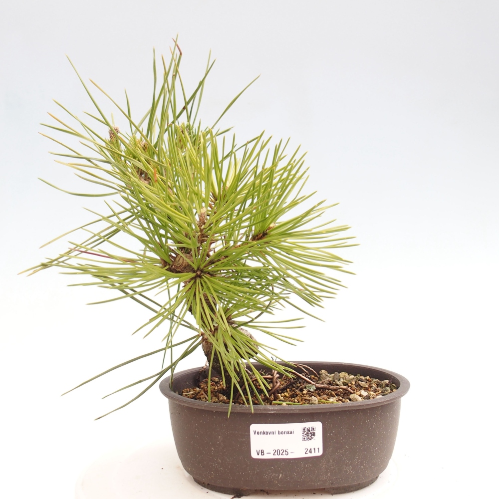Bonsai im Freien - Pinus thunbergii - Thunbergia-Kiefer