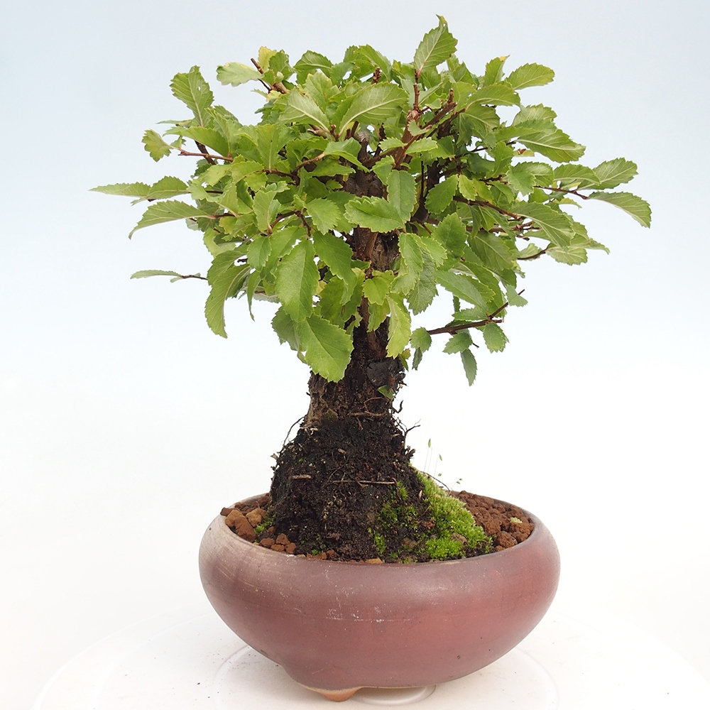 Bonsai im Freien - Zelkova - Zelkova NIRE
