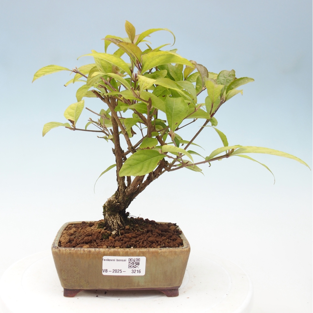 Bonsai im Freien - wunderschöne Pflanze - Callicarpa japonica