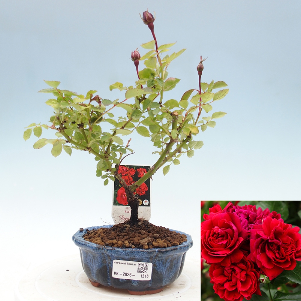 Freilandbonsai - Rosa Kordes -  Rose
