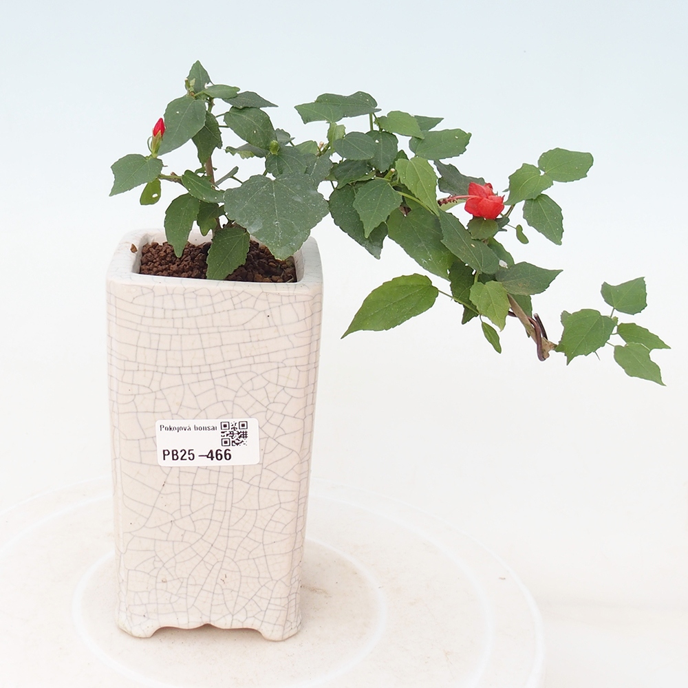 Zimmerbonsai - Malvaviscus arboreus - holziger Hibiskus