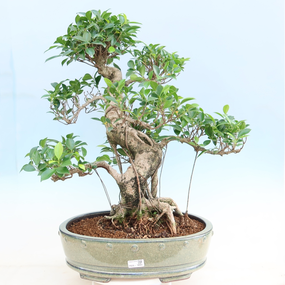 Zimmerbonsai - Ficus kimmen - Kleinblättriger Ficus