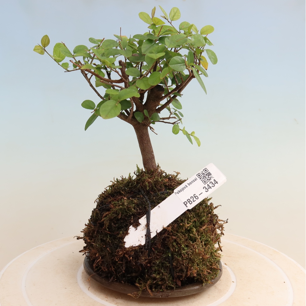 Kokedama mit Untersetzer – Sagerécie thea – Sagerécie thea