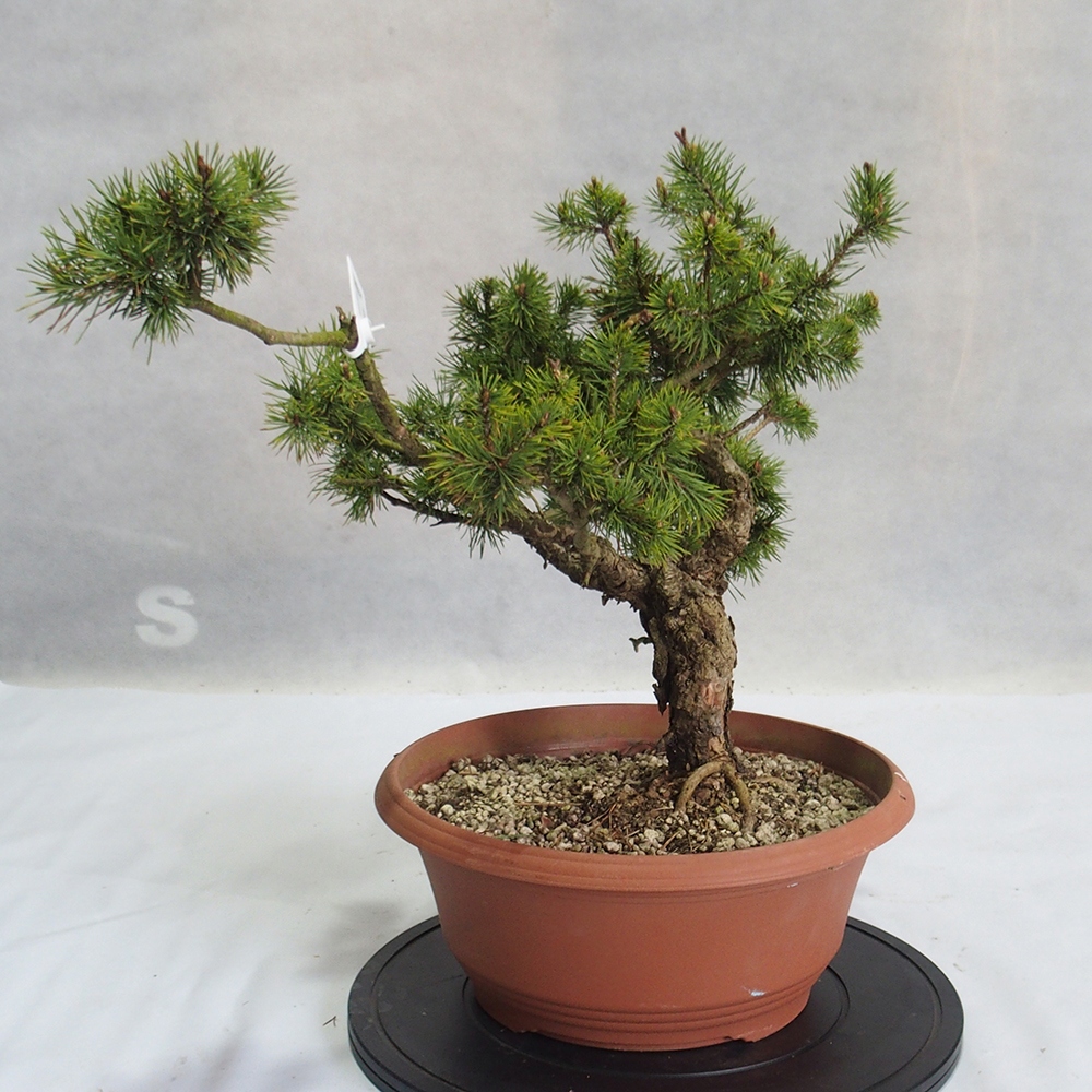 Yamadori - Pinus sylvestris 