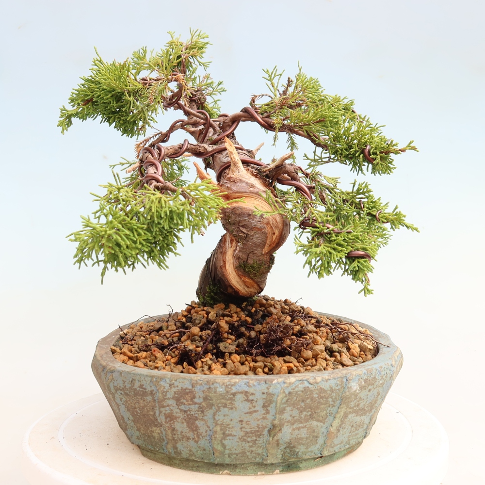 Bonsai für draußen - Juniperus chinensis Itoigawa-Juniperus chinensis