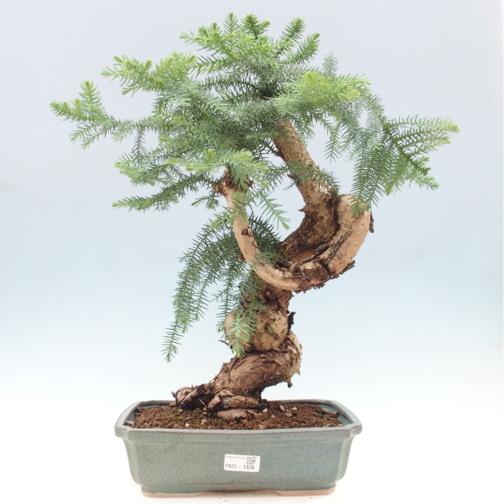 Zimmer Bonsai - Araukarie - Zimmer Fichte