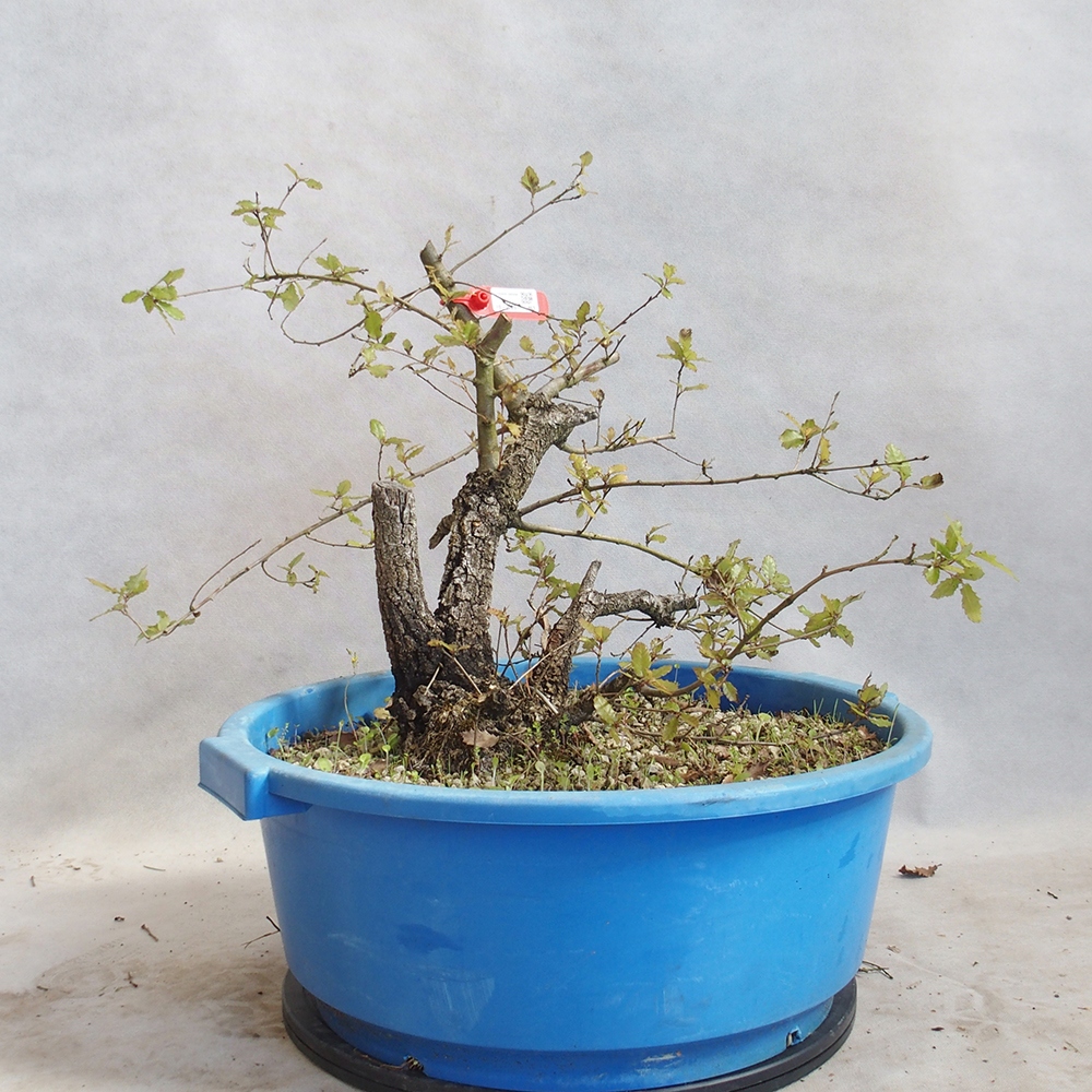 Freilandbonsai Quercus Cerris - Eiche Cer