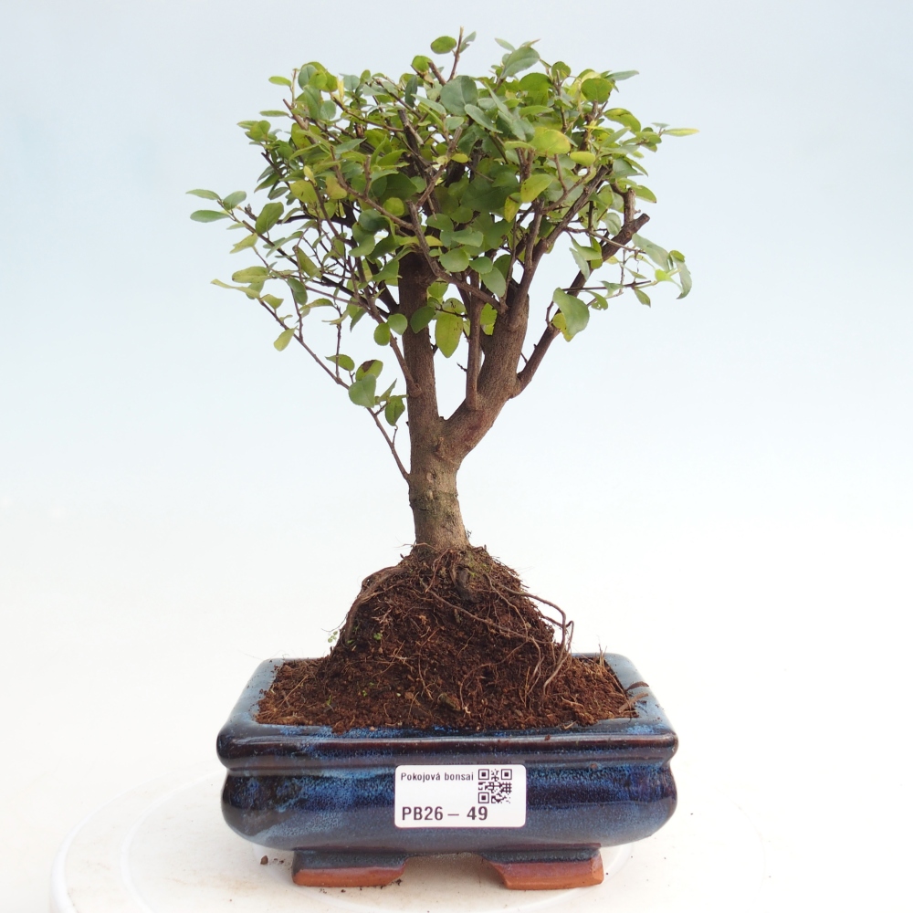 Zimmer Bonsai - Sageretia thea - Sageretia thea
