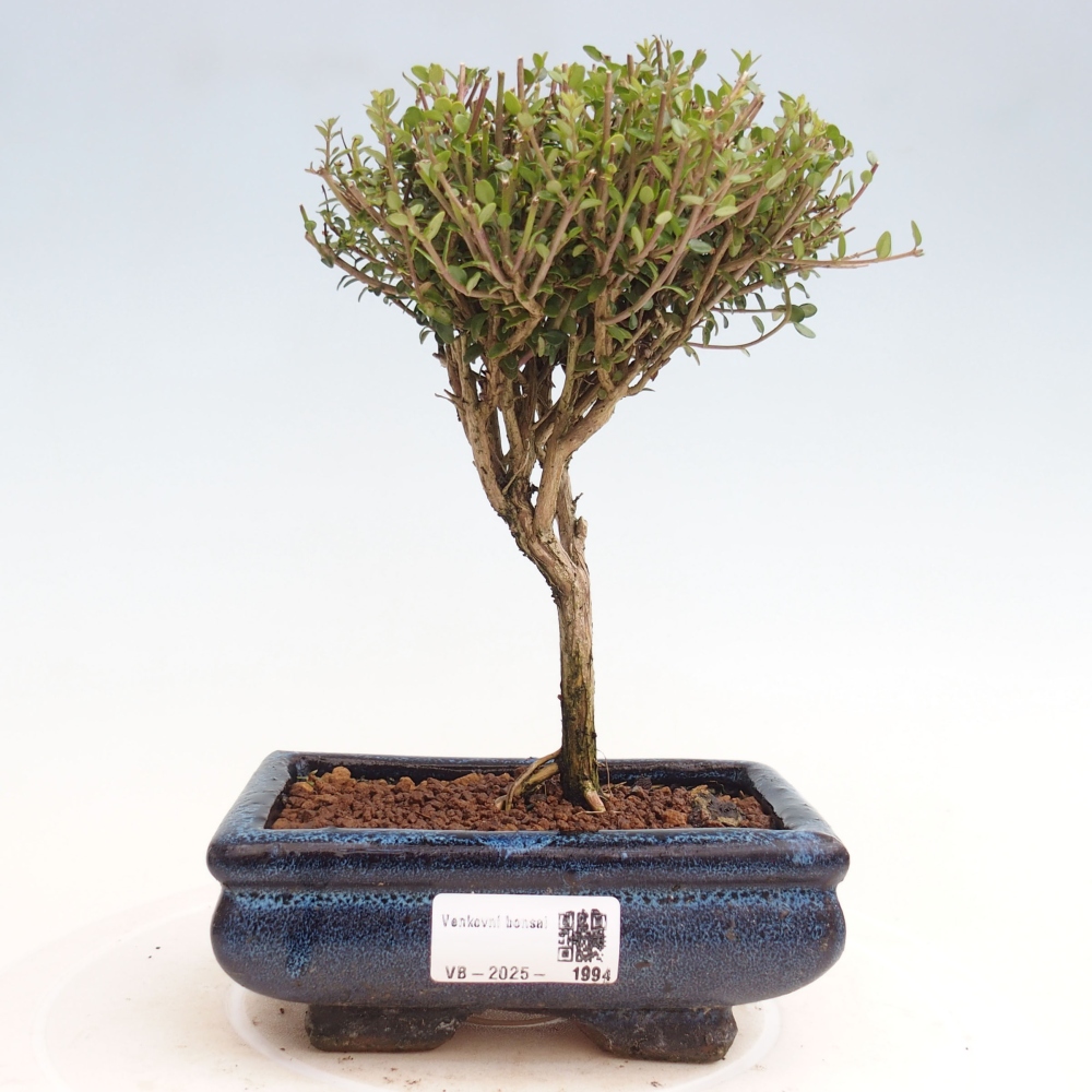 Bonsai im Freien - Lonicera nitida Twiggy - Geißblatt