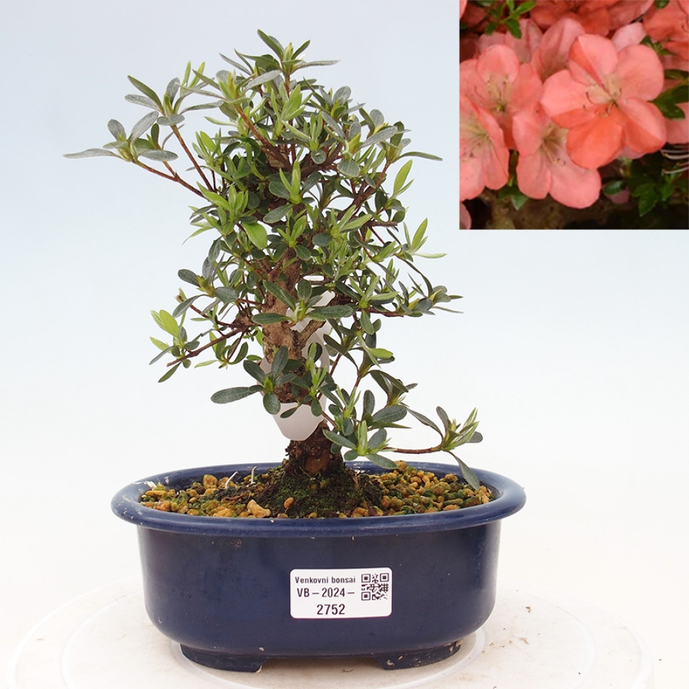 Bonsai im Freien - Japanische Azalee - Azalea Asazakura