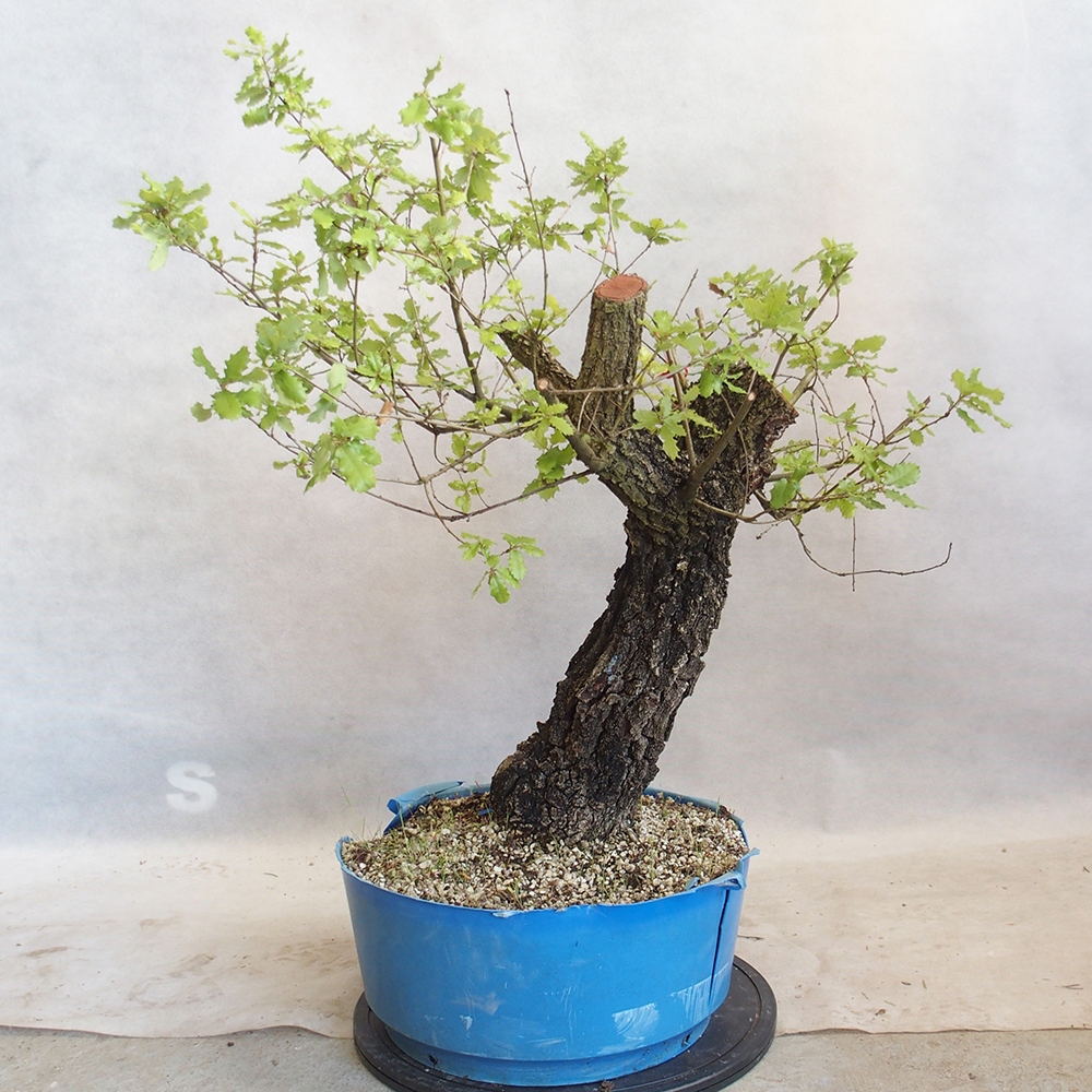 Freilandbonsai Quercus Cerris - Eiche Cer
