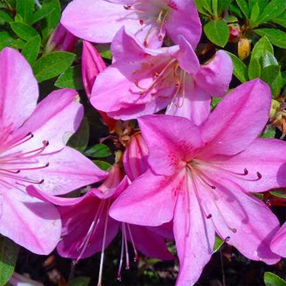 Bonsai für draußen - Japanische Azalee - Azalee Nasuno