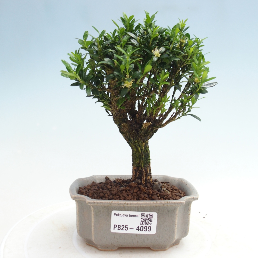 Zimmer Bonsai - Buxus harlandii - Korkbuxus