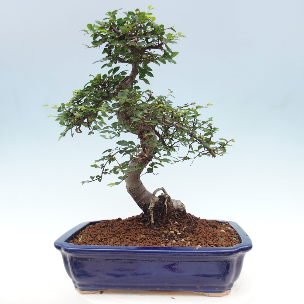 Zimmerbonsai - Ulmus parvifolia - Kleinblättrige Ulme