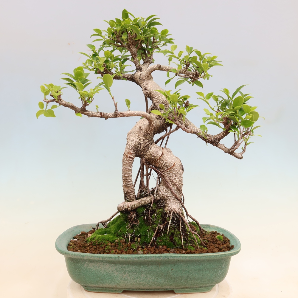 Zimmerbonsai - Ficus kimmen - Kleinblättriger Ficus